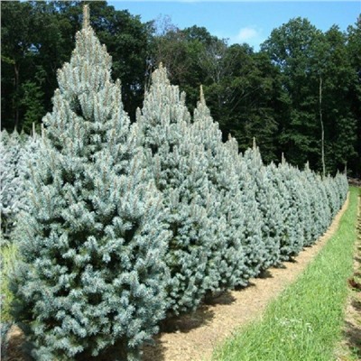 Picea pungens 'Iseli Fastigiata'	C2