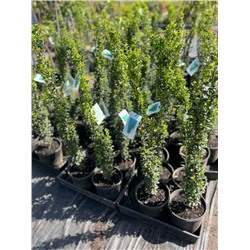 Ilex crenata 'Pencil Seedling' 25-30 cm cont. 2,0L