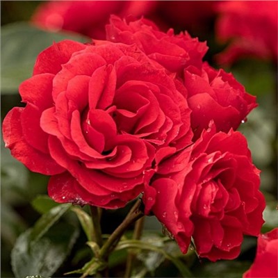 Rosa floribunda Arifa
