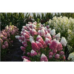 Гортензия метельчатая (Hydrangea paniculata `Strawberry Blossom`)	С 7,5