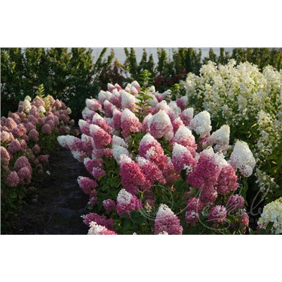 Гортензия метельчатая (Hydrangea paniculata `Strawberry Blossom`)	С 3