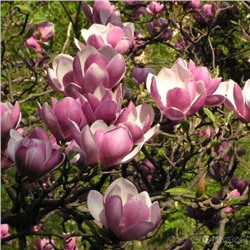 Магнолия Magnolia soulangeana C20 80-100