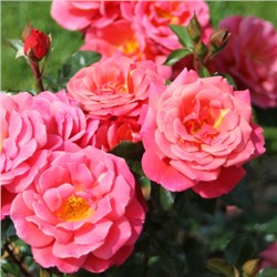 Rosa floribunda Melusina