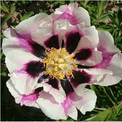 Paeonia rockii Hui Die (tube)  Пион рока Врата Храма