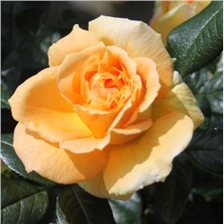 Rosa floribunda Bernstein Rose