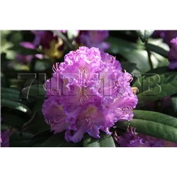 Rhododendron hybriden Alfred 25-30 см