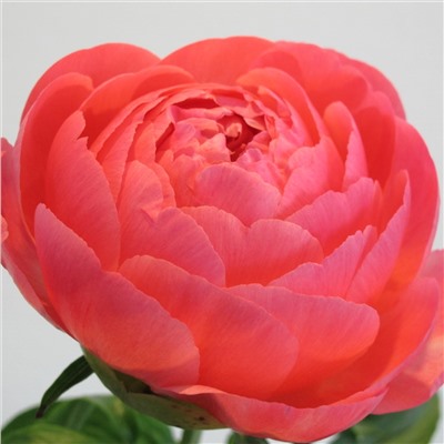 Paeonia herbaceous Coral Sunset (tube) Пион травянистый Корал Сансет