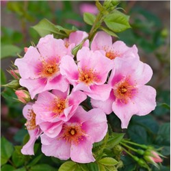 Rosa floribunda Orienta Laila