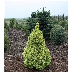 Picea glauca 'Biesenthaler Frühling C5 40-50