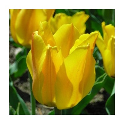Тюльпан ботанический Golden Tango 5шт