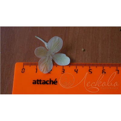 Гортензия метельчатая (Hydrangea paniculata `Magical Candle`)	C 7,5