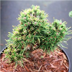 Pinus mugo `Bozidar´ 20-25 cm met kluit