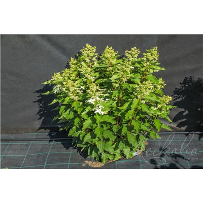 Гортензия метельчатая (Hydrangea paniculata `Degudo`)	C 10