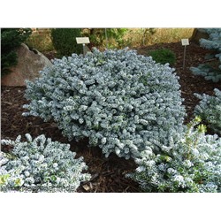 Abies koreana 'Kohout Ice Breaker '®	C2