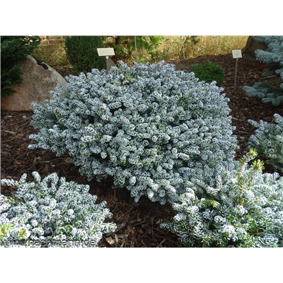 Abies koreana 'Kohout Ice Breaker '®	C2