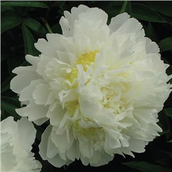 Paeonia herbaceous Jin Dai Wei (tube) Пион травянистый Золотой Ореол