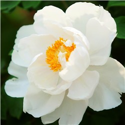 Paeonia tree he hua bai (tube)  Пион древовидный Летний дворец