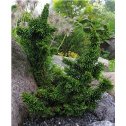 Thuja occidentalis 'Malonyana Holub' 15-20  cm cont. 2,0L