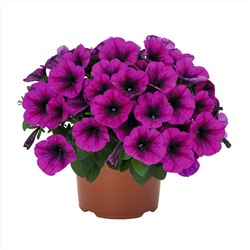 Петуния Sweetunia Purple 2024,