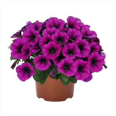 Петуния Sweetunia Purple 2024,