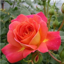 Rosa floribunda Midsummer