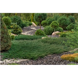 Juniperus communis 'Green Carpet'	C2 20-25 cm