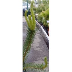 Сосна Pinus sylv. Argentea C45 150-175