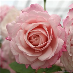 Rosa floribunda Rosenfaszination
