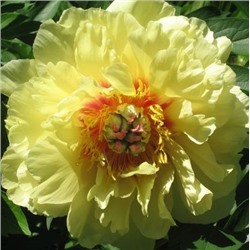 Peonia Huang Guan (tube)  Пион древовидный Золотая корона