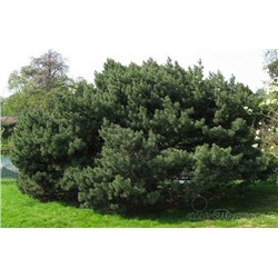 Сосна Pinus sylv. Watereria P15 40-60