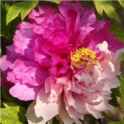 Paeonia tree Hua Er Qiao (tube)  Пион древовидный Две Сестры