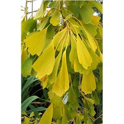 Ginkgo biloba 'Saratoga' 40-50 cm cont. 10L