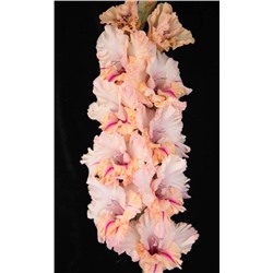 Гладиолус крупноцветковый Самурай