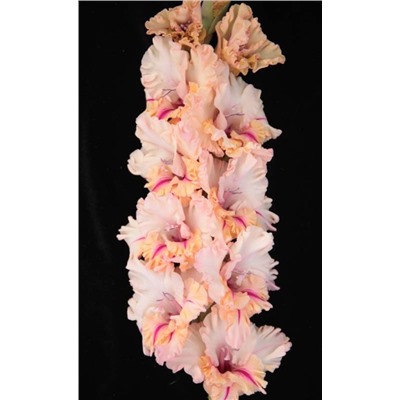 Гладиолус крупноцветковый Самурай