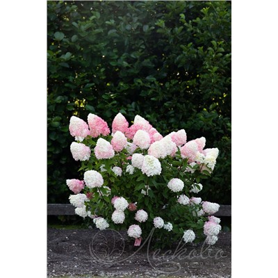 Гортензия метельчатая (Hydrangea paniculata `Pink and Rose`)	C 3