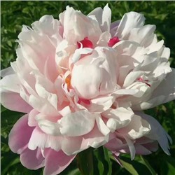 Paeonia herbaceous Fen Ling Hong Hua (tube) Пион травянистый Румяная невеста