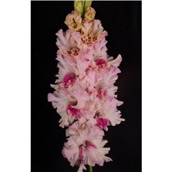 Гладиолус крупноцветковый Фотография Души