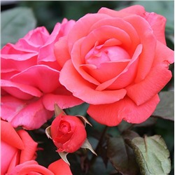 Rosa floribunda Piccolo