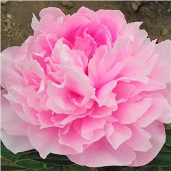 Paeonia herbaceous Yan Yang Tian (tube) Пион травянистый Летящий Журавль