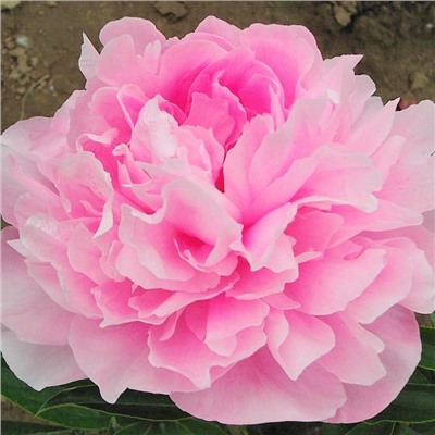 Paeonia herbaceous Yan Yang Tian (tube) Пион травянистый Летящий Журавль