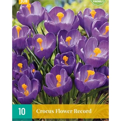 Flower Record [8/9] 10шт