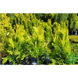 Thuja plicata 'Forever Goldy'®	C2 25-30 cm