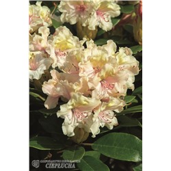 Rhododendron hybriden Fryderyk
