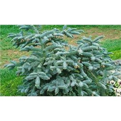 Abies procera 'Bizarro' 40-50 cm cont. 7,5L