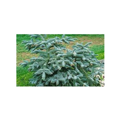 Abies procera 'Bizarro' 40-50 cm cont. 7,5L