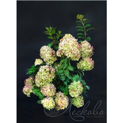 Гортензия метельчатая (Hydrangea paniculata `Limelight`)	C 7,5