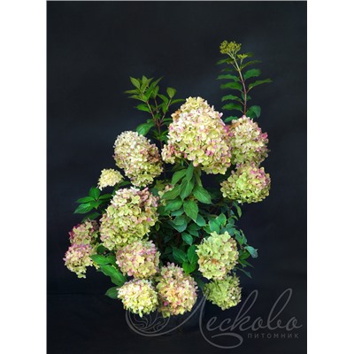 Гортензия метельчатая (Hydrangea paniculata `Limelight`)	C 7,5