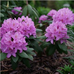 Rhododendron	Roseum Elegans С5