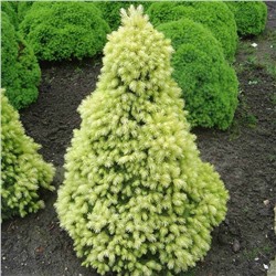 Picea glauca 'J.W. Daisy's White'	C2 30-35 cm