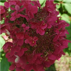 Hydrangea paniculata Wim´S Red/Гортензия метельчатая Уимс Ред